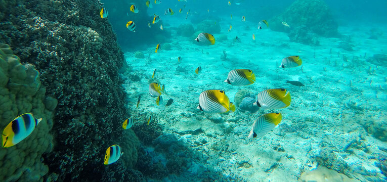 School Of Yellow Tropical Fish Underwater In Bora Bora Coral Reef