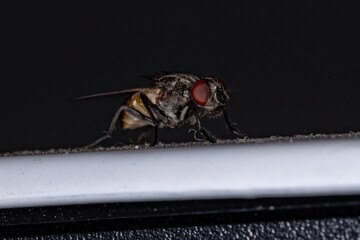 House Fly of the species Musca domestica