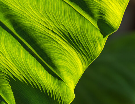 Elephant ear