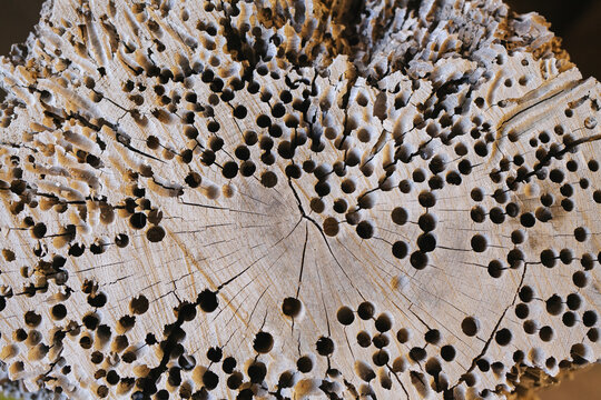 worm-eaten wood