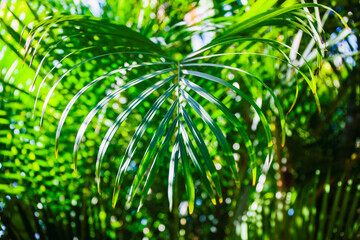 Fototapeta na wymiar Palm leaf. Patterns and texture of palm leaves. Macro.