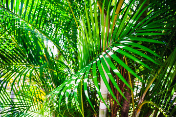 Obraz na płótnie Canvas Palm leaf. Patterns and texture of palm leaves. Macro.