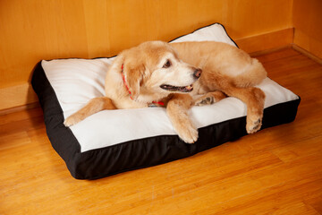 Golden retriever lying on dog bed on bamboo floor, sitting up looking off
