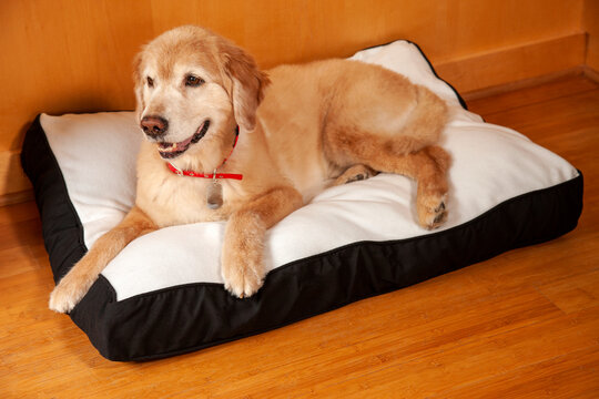 Golden retriever lying on dog bed on bamboo floor, sitting up looking off