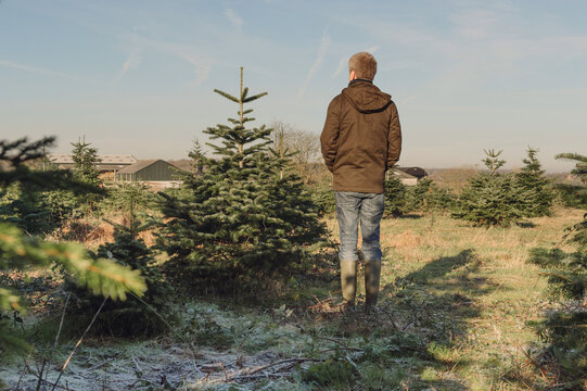 Rear view of man with his chosen Christmas tree