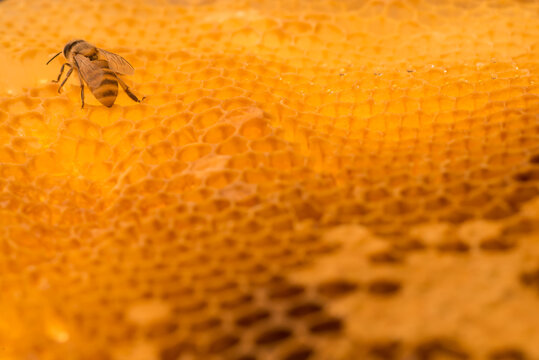 honey bee on honeycomb