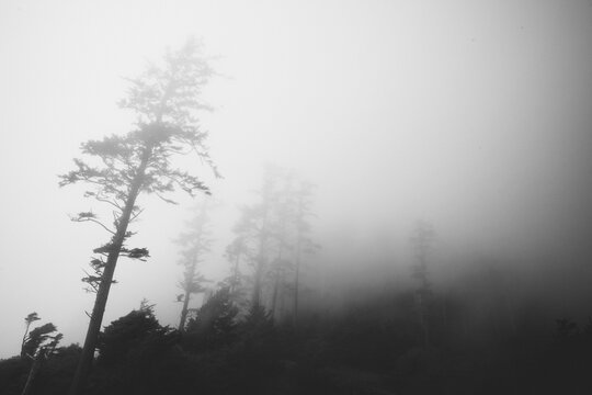 Black and White Silhouette of Trees in Fog