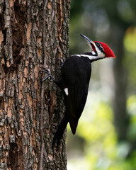 Woodpecker Bird Stock Photos. Image. Picture. Portrait. Close-up profile-view. Woodpecker bird perched with bokeh background.
