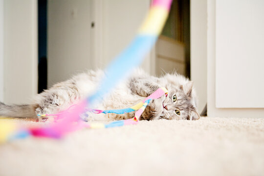 Cat Playing with Toy