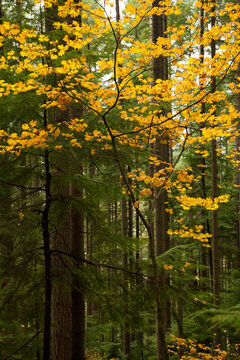Fall Colors in Evergreen Forest