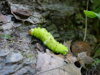 Green Caterpillar