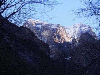 The beautiful Himalayas behind the trees, ABC (Annapurna Base Camp) Trek, Annapurna, Nepal
