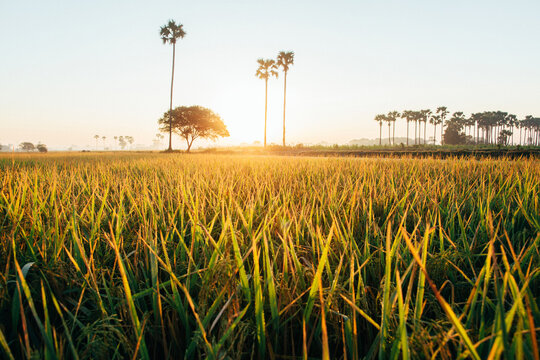 Sunrise Over Grass Field in Burmese Countryside