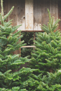 Christmas trees stand next to old wood wall