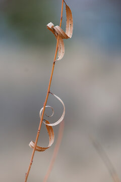 Curly Q Leaves On Slender Branch