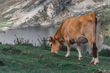 Asturian cow resting and grazing eating grass with a cloudy mountain background of Picos de Europa and Enol lake in summer with mountains in the background