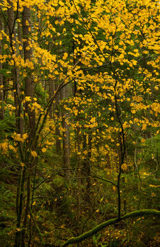 Fall Colors in Evergreen Forest