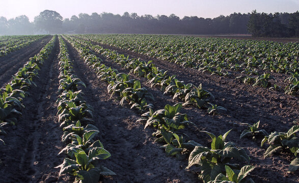 tobacco (Nicotiana sp.) plants growing in field North Carolina early summer rows leafy