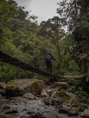 Obraz premium Person crossing a bridge waling in a forest with a tropical environmet in vale del cocora (cocora valley), in salento, colombia
