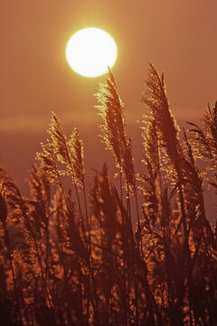 telephoto of phragmites (phragmites australis) at sunset in estuarine wetlands in Delaware