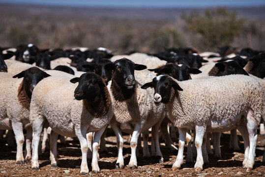 Дорпер Овцы Цена Где Купить