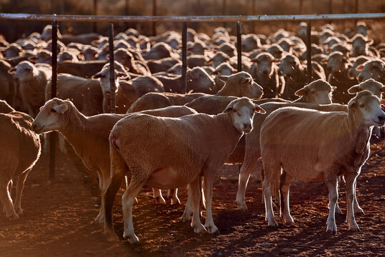 Sheep in paddock