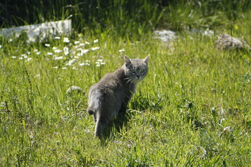 Gato alerta naturaleza campo primavera