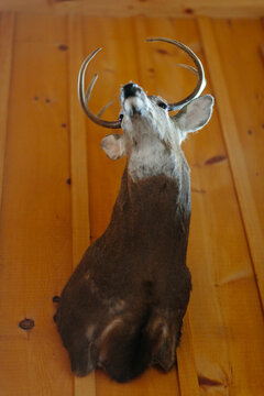Hunting Lodge