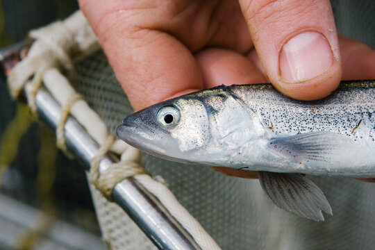 Closeup of a scientist demonstrating a sample of smelt fish caught in a net