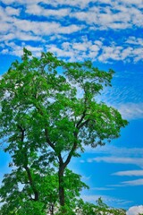 green tree on blue sky background