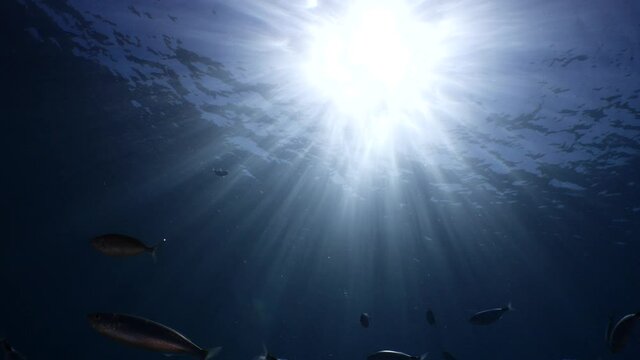 lionfish underwater mediterranean sea invasive specie in cave underwater ocean scenery