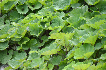 Leaves of Butterbur