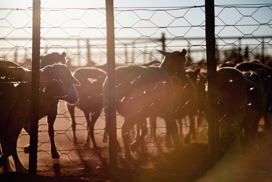 Sheep in paddock