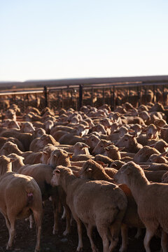 Sheep in paddock