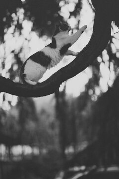 Black and white portrait of siberian cat on cedar tree trunk