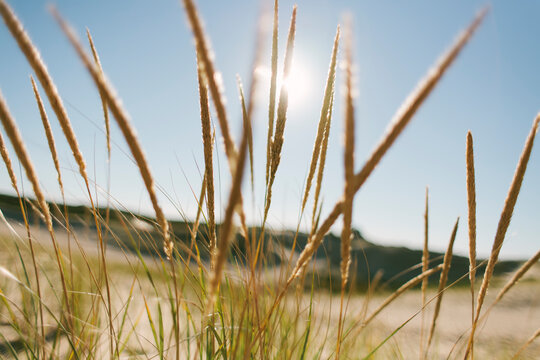 Dunes at Provincetown, Cape Cod Massachusetts
