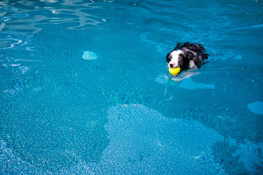 black and white border collie dog swimming in pool