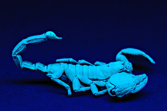 Emperor Scorpion