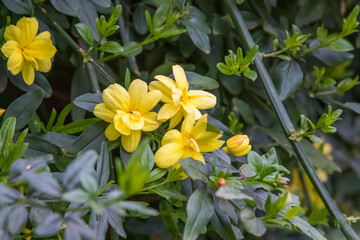 Fototapeta premium Yellow Flowers on Bush 4