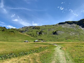 mountain landscape with cows