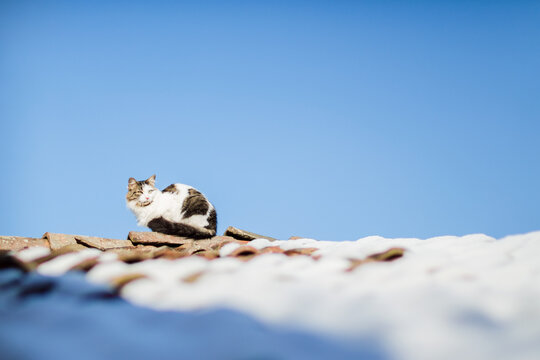 Siberian cat laying on the highest top of snowy roof in bright sunny day