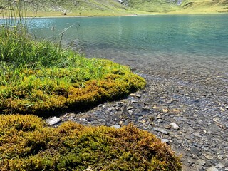 green grass and water