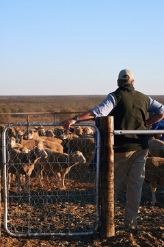 counting sheep on farm