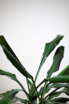Leaves of the yucca tree on a white backround