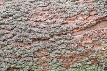 Close-up of Tree Bark Texture 1