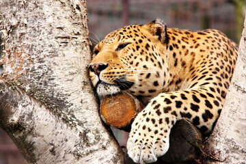 An African leopard is resting in a tree.