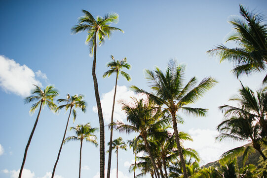 Palm Trees and blue sky in Oahu Hawaii