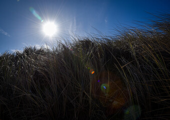 grass and sky