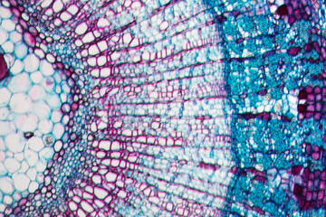 Tilia Stem cross section