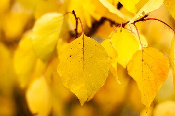 Autumn falling natural yellow orange leaves on trees. Blurred background and banner concept with copy space